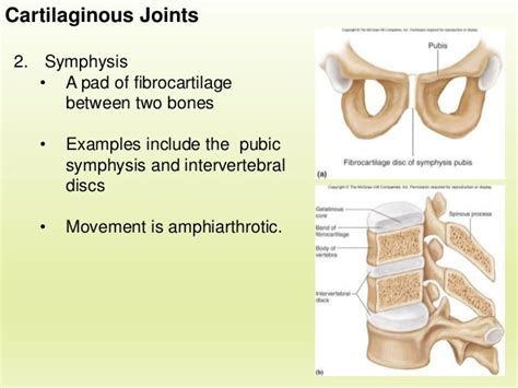 example of symphysis